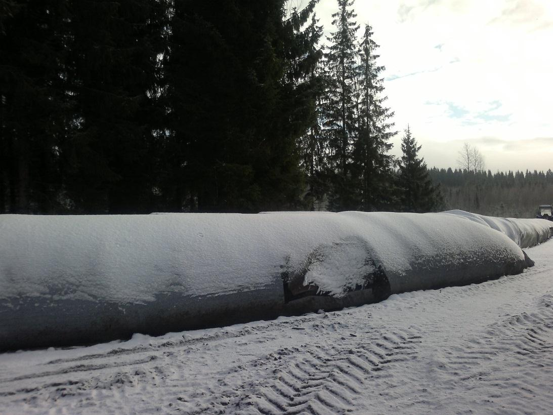 61 nä. Kaksi tilaa käytti murskeviljaa. Toinen säilöi murskeviljan laakasiiloon ja toinen tuubiin. (Kuva 2) Kuva 2: Murskeviljatuubi. Valokuva Anu Raatikainen.