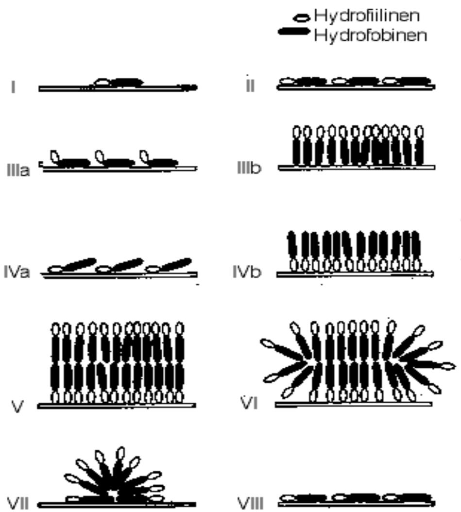 Adsorboituneen kerroksen rakenne I, II: Hyvin laimea liuos III a, b Korkean pintakonsentraation muodostuminen hydrofobiselle pinnalle IV a, b Korkean