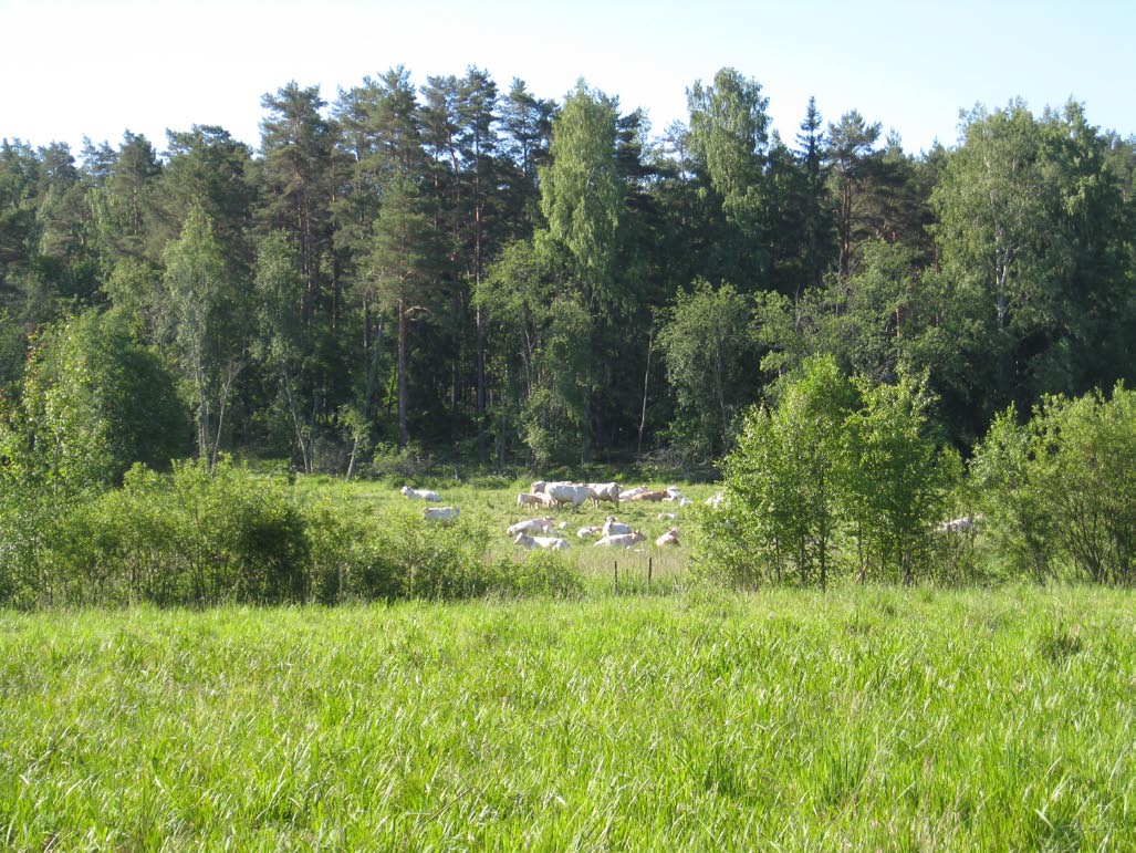 Kuva 20. Laiduntavaa karjaa Saksalan kartanon perinnebiotoopilla. Kuva: Hanna Eskola Niitto Niitto sopii esimerkiksi tasaisille vanhoille niityille.