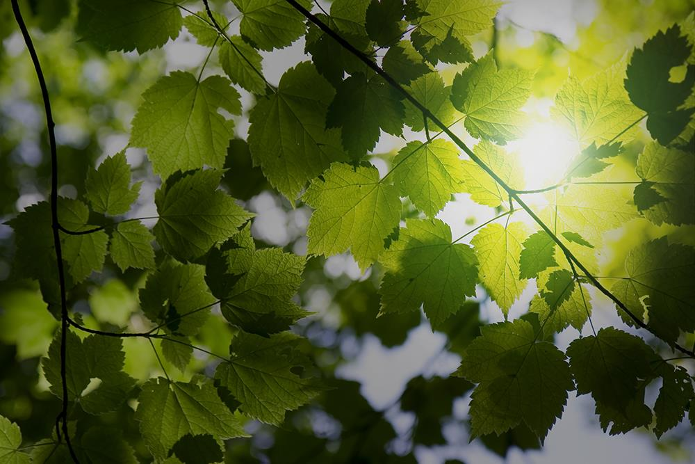 Valaistussuunnitelma Sipoon kunta: Monitoimihalli Sisällysluettelo: 1. Nykytilanne 2. Standardit 3.