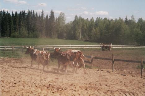 15 KUVA 4. Lehmä käyttää energiaa liikkumiseen. Arja Hyttinen, 2002. Kuiva-aineen tavoitearvo riippuu säilörehun korjuumenetelmästä ja säilörehun pakkaamisesta.