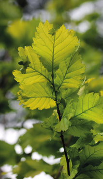 Satu Tegel Kasvillisuuden suunnitteluasiantuntija Helsingin kaupunki Ideoita kaupungilta Lehtien muodot ja väri pääosassa 1 Taalainkoivu (Betula pendula Dalecarlica ) on yksi monista liuskalehtisistä