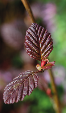 I 2 4 m 5 5 Purppuraomenapuu Royalty (Malus Purpurea- Ryhmä) hurmaa paitsi punaisella lehdistöllä myös tuoksuvalla kukinnalla, joka ajoittuu eteläisimmässä Suomessa touko kesäkuun vaihteeseen.