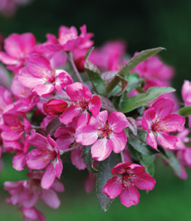 Jokaiseen pihaan yksi kukkiva puu 1 Aprikoosi (Prunus armeniaca) omassa puutarhassa ei ole enää saavuttamaton unelma Etelä-Suomessa.