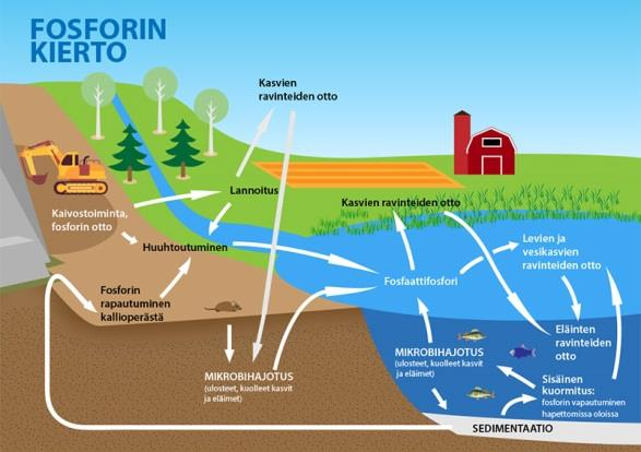 KUVA 4. Fosforin kiertokulku (Pelastajarvi.fi) Kemiallisen sitoutumisen lisäksi fosforia sitoutuu myös biologisesti kasveihin ja mikrobeihin.