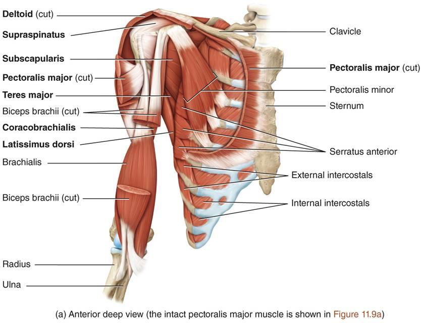 21 2002, 41.) Liitteestä 4 löytyvät olkanivelen liikkeisiin osallistuva lihakset, niiden hermotus ja huomioita, mitä olkahartiaseudun muissa rakenteissa tapahtuu liikkeiden aikana.