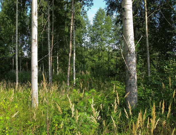 titatarta, palsamipoppelia, taikinamarjaa, punaherukkaa, pihasyreeniä, viitapihlaja-angervoa, idänkanukkaa ja karhunköynnöstä.