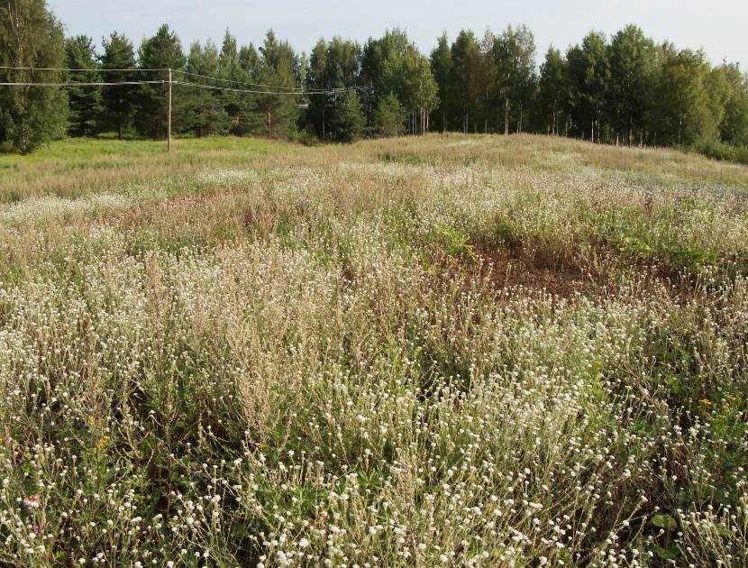 Puistoalue Puhdistamon ja lammen koillispuolella on rakennettu puistoalue. Ruohoa on leikattu osalla alueesta. Itäosa alueesta on laajalti harmion peitossa (kuva 4).