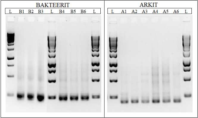 26 4 TULOKSET JA TULOSTEN TARKASTELU 4.1 Laboratoriotyöt ennen sekvensointia Ennen sekvensointia sedimenttinäytteistä eristettiin DNA, jota monistettiin PCR:llä kahdessa vaiheessa.
