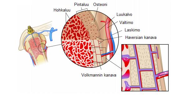 17 4.1 Putkiluiden rakenne Olkaluu (humerus), sääriluu (tibia) ja reisiluu (femur) ovat putkiluita (Kuva 2). Putkiluu koostuu varresta eli diafyysistä ja päistä eli epifyyseistä. (Arstila ym.