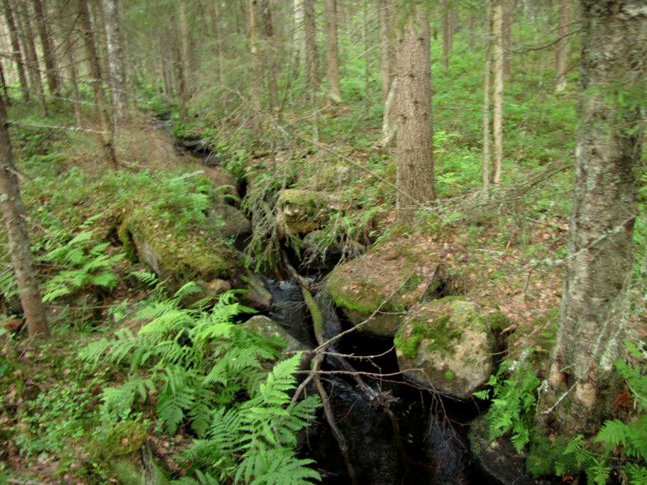 Laskuoja tulvakorpineen käynee Metsälain määrittelemästä pienvedestä (Kuva 10.). Itärannan harjualue on laajalti hakattu kasvaen nuorehkoa männikköä (MT, VT). Paikoin metsä oli siemenpuuasennossa.