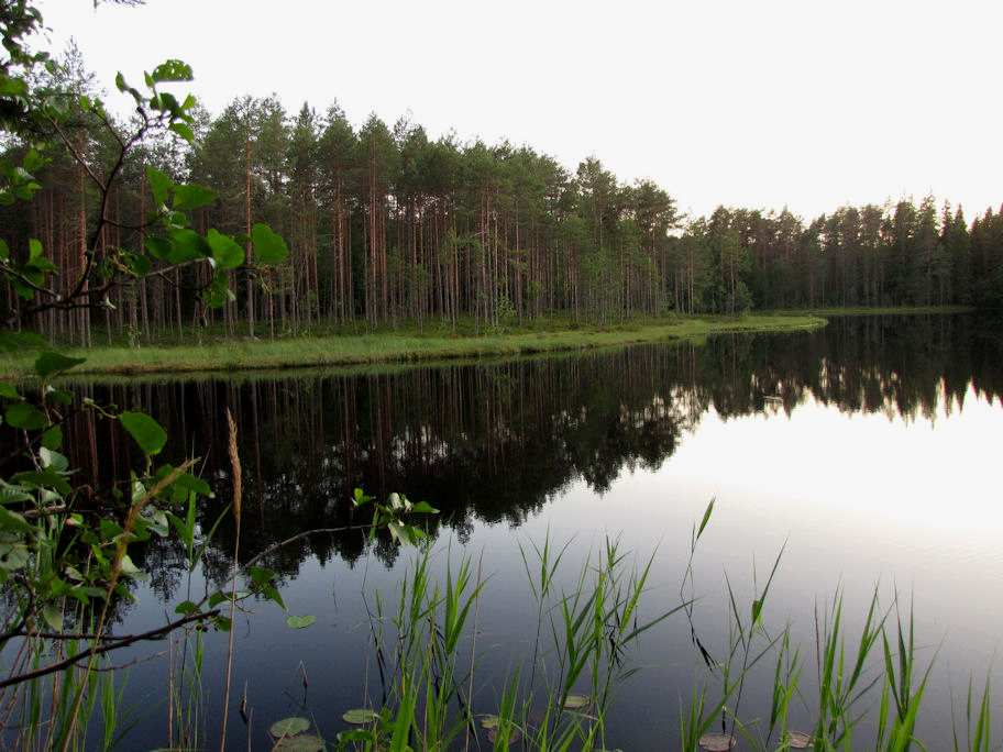 Ympäröivät metsät ovat keski-ikäistä mäntymetsää (MT), joka alarinteessä muuttu kuusivaltaiseksi. Rantavyöhykkeessä ilmenee soisuutta.