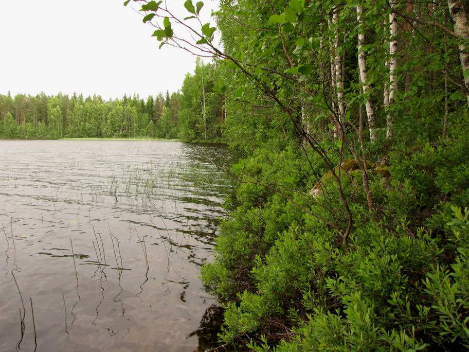 6 Kuva 1. Palapanniemen itärantaa. Kuva 2. Palapanniemen MT-kangasta. 2. Hangatlampi Pitkä ja kapea Hangatlampi on muodostunut kallioperän repeämään (Kartta 2.).