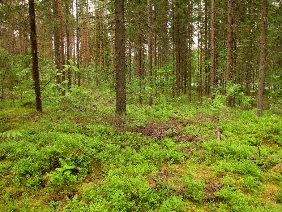 Lammen pohjois- ja eteläpäät ovat alavia rämesoita, jotka on ojitettu. Hangatlampi on mutapohjainen, ja erittäin ruskeavetinen ympäröivien soiden ojitusten vuoksi.