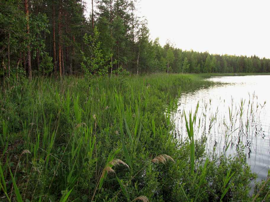 Soikkojen alueella ei todettu rauhoitettuja tai uhanalaisia kasvilajeja eikä uhanalaisia lintulajeja, jotka olisi erityisesti otettava huomioon alueen maankäyttöä suunniteltaessa.