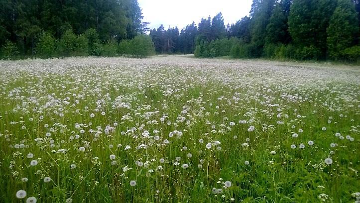 24 silokalliokumpare on maisemallisesti merkittävä, jonka vuoksi se tulisi jättää nykytilaansa. (Liitteet, Kartta 3.). 14. Hennala (LIITTEET, Kartta 2.