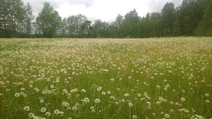 Hennalan tilan itäpuolella olevat kapeat peltosaarekkeet on jätetty kesannolle (Kuvat 45. ja 46.).