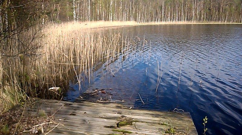 Kangaslammen kaakkoisrannan MT kuusikko vaihettuu rannassa kangaskorveksi. Kuva 68.