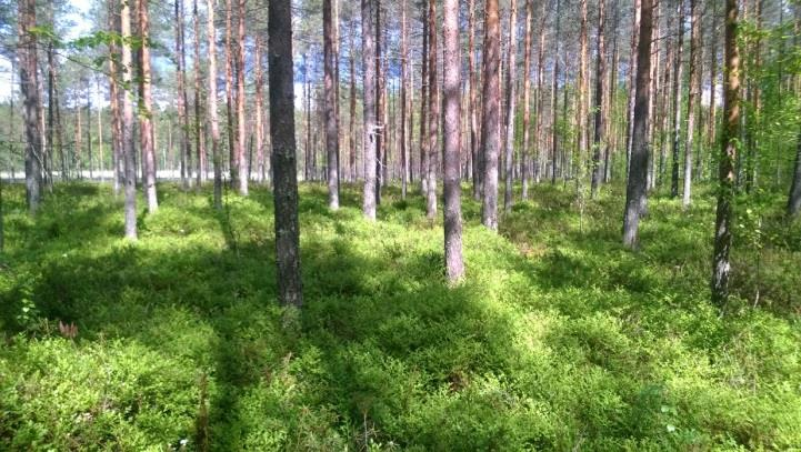 Melko jyrkän ja osin kumpuilevan itärinteen alaosaan on muodostunut hienojakoisesta sedimentistä laaja, loivasti