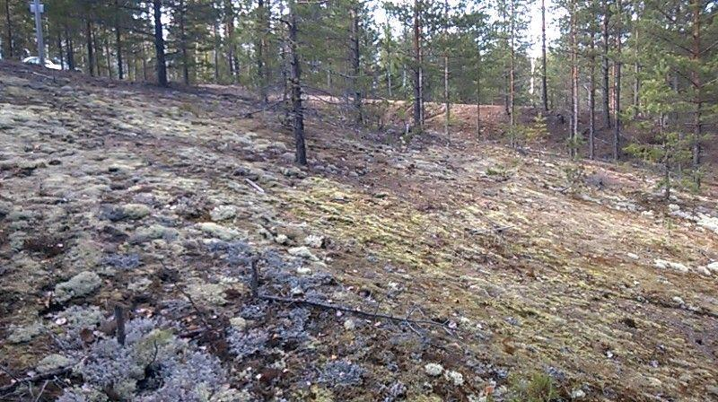 Alarinteen laakea ja leveä rinnealue on lähempänä peltoja lehtipuuvaltaista OMT/OMaT -ja paikoin ORT -metsää.