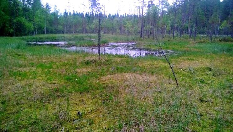 Lammen ympäristön notkelmat todettiin heinä- tai saniaiskorviksi ja lajistoltaan monipuolisiksi (mm. tähtitalvikki, isotalvikki, hiirenporras, metsäalvejuuri ja maariankämmekkä) (Kuva 78.). Kuva 75.