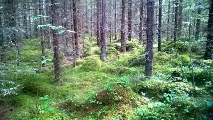 harjusorapeitteisten kalliokumpujen ja niiden välisten sedimenttipohjaisten