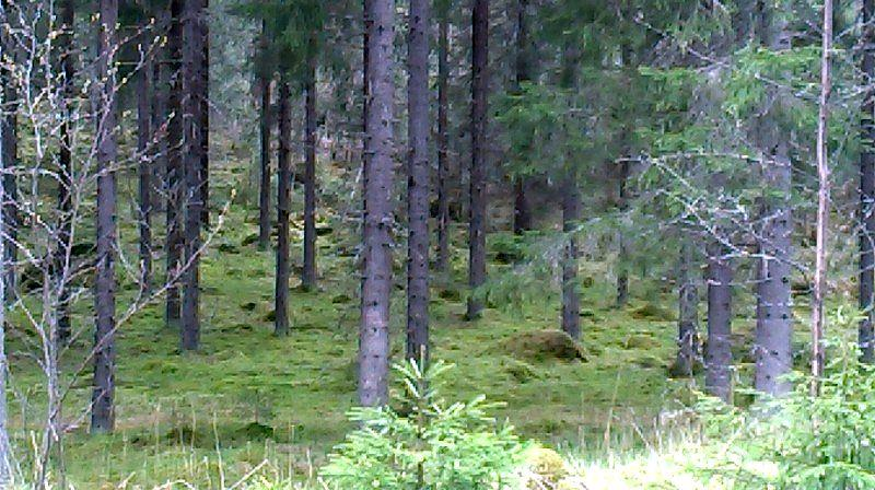 Liito-oravaa, merkkejä liito-oravan oleskelusta alueella tai liito-oravalle soveliaita elinympäristöjä ei todettu. Kuva 85. Kaatopaikka metsittyy vähitellen.