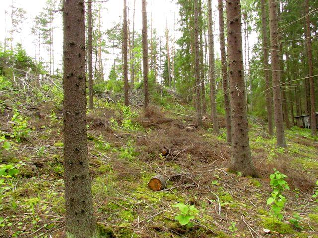 Rantametsän takana nuorta mäntymetsää (MT) Kuva 92. Harjulammen hetteistä etelärantaa.