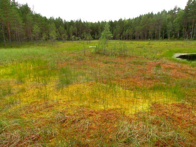 Harju on kapea ja varsin korkea Harjulammen kohdalla erottuen selvästi ympäröivästä maastosta. Harjun päällä kulkee sorapintainen paikallistie (Virmaniementie) Kuortintieltä kohti Talvilahtea.