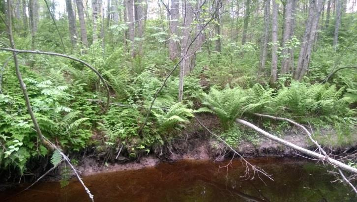 Jokipenkan saniaiskorpea alavalla, meanderoivalla osalla jokea kosken yläpuolella. Kuva124.