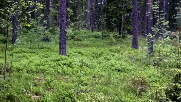 Myllyselän rantaan viettävä rinne todettiin kuusivaltaiseksi OMT-kankaaksi (Kuva 133.), joka alarinteen puolella muuttui paikoin sekametsäksi ja kenttäkerroksen lajisto indikoi lehtomaisuutta (OMaT).