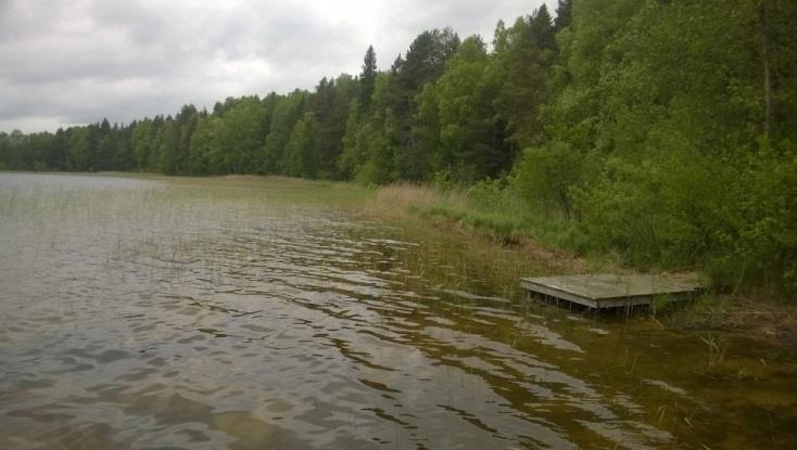 Puusto alueella todettiin korkeintaan keski-ikäiseksi, lähellä rantaa hieman iäkkäämmäksi.