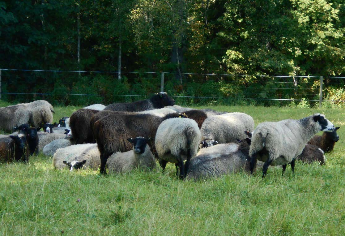 16 (30) Lammastuotannossa pääasiallinen jalostusmenetelmä on luonnollinen astutus, tavallisesti ryhmissä.