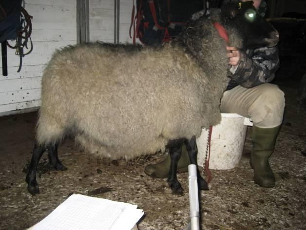 52 Väriltään kainuunharmas voi olla lähes valkeasta harmaan eri sävyinä mustaan.