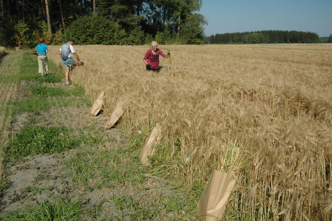 nostettiin pystyyn. Ennen puintia jokaisesta koeruudusta otettiin näytteet 0,25 m²:n alalta, yhdestä kohdasta ruutua.