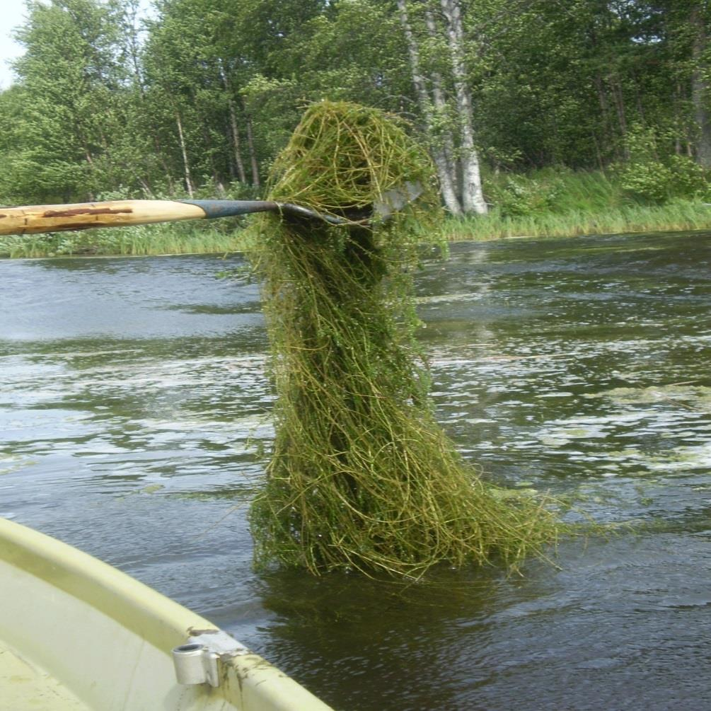 Littoistenjärvellä laajamittainen mekaaninen poisto ei hyödyttänyt vaan pahensi tilannetta -> kasvoi entistä nopeammin, kunnes kanta romahti -> sinileväkukinnat Monen tekijän summana