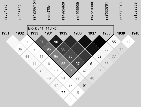 Kuva 4. Haplotyyppiblokki 341 kromosomista 1. Haplotyyppiblokkien merkitsevyyttä voidaan myös testata χ 2 -testillä sekä logistisella regressioanalyysillä.