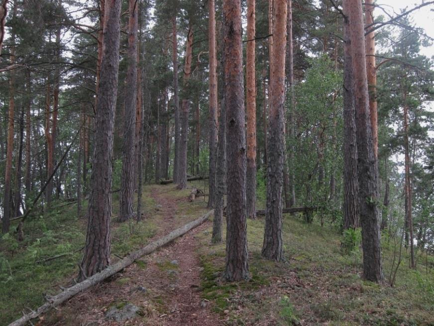 Tarkentavat lisämerkinnät (1/3) v = vanhat metsät (myös yksittäiset vanhat puut ja runsaasti lahopuuta sisältävät nuoremmat metsät) Lahopuustoisia vanhoja metsiä, mutta