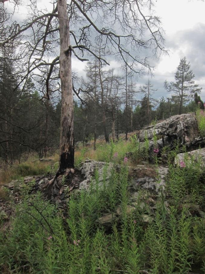 puutarhat h = harjumetsät, myös puoliavoimet Geomorfologisten muodostumien (harjut, reunamuodostumat, deltat, sandurit) metsät Harjumetsien valorinteet p = metsäpaloalueet