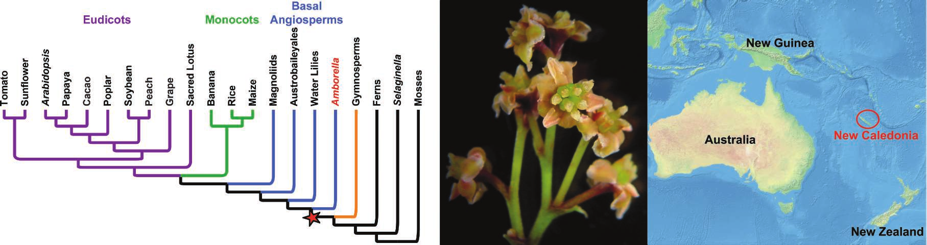 angiosperm transcript assemblies, into this gene tinued.