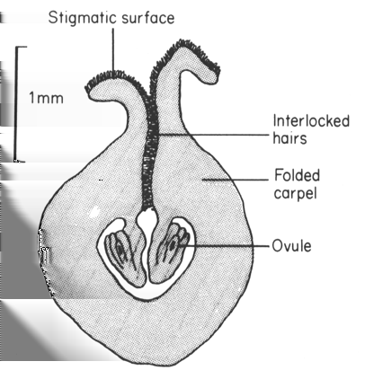 In particular, the rbcl Evoluution päälinjat foreign mitochondria, identified donors with much greater specificity than did the mitochondrial gene gene of santalalean origin (Fig.