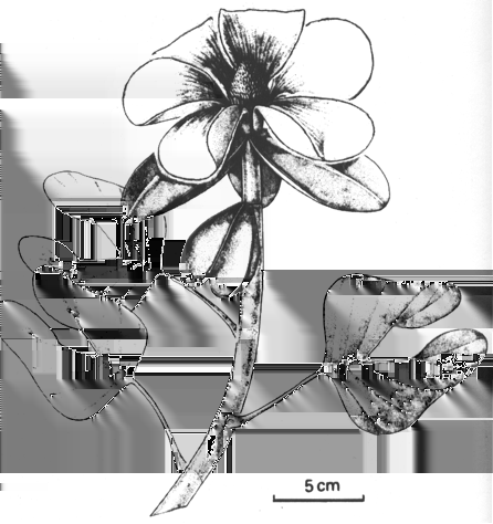 Because all parasitic Santalales as the donor, while a four genes of meaningful length on this tract fifth pointed to Magnoliidae (Fig. 2, E to H, and evidently came from core eudicots (fig.