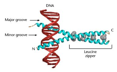 17 3 LEUSIINIVETOKETJU Leusiinivetoketju (ZIP, leucine zipper) on proteiinien vuorovaikutusalue, joka koostuu kahdesta amfipaattisesta α-kierteestä eli heliksistä, jotka muodostavat kierrerakenteen