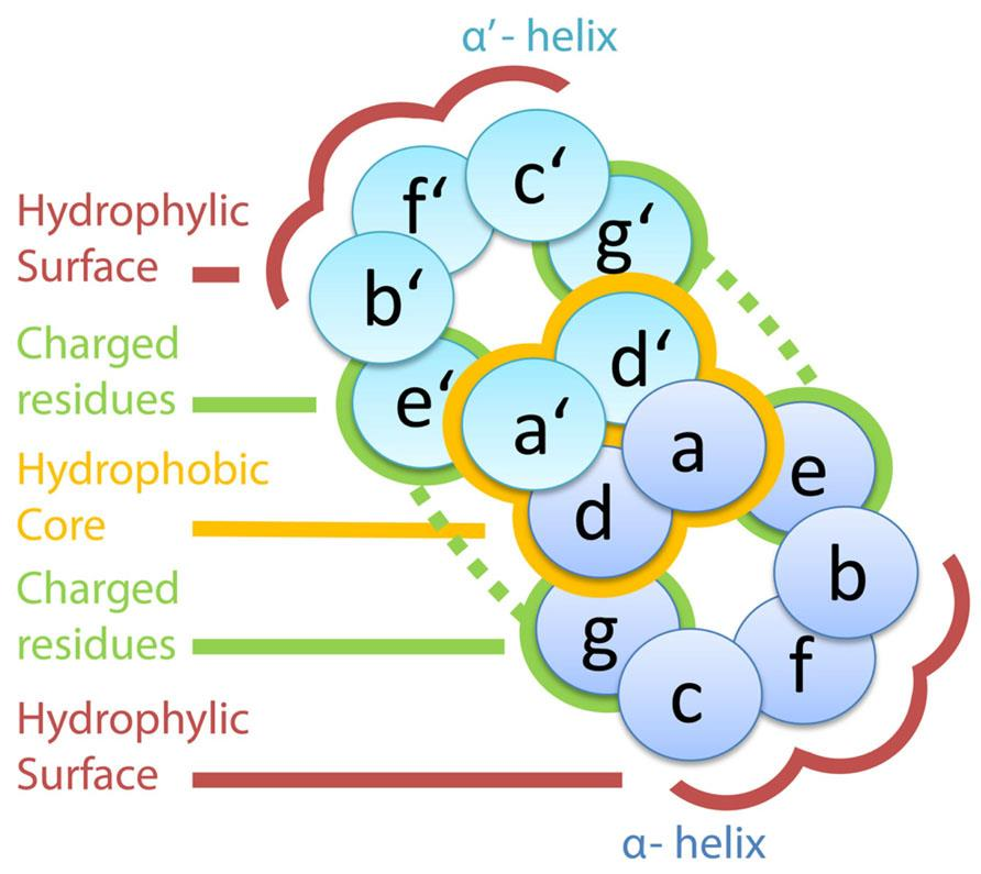 18 Kuten kuvassa 7 nähdään, aminohapot kohdissa a ja d muodostavat hydrofobisen eli vesipakoisen ytimen, joista leusiinit ovat d-osissa. Aminohapot kohdissa e ja g tuottavat elektrostaattisia voimia.