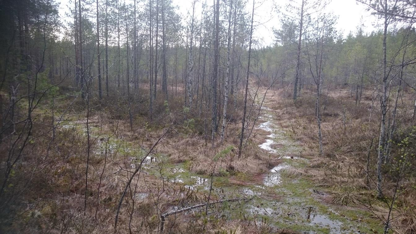 23 saalistajien näköyhteyttä. Nipistyskohdat on kannattavin sijoittaa esimerkiksi säästöpuuryhmän, riistatiheikön tai pintavalutuskentän kohdalle. (Línden ym. 2014, 35 36) Kuva 6.