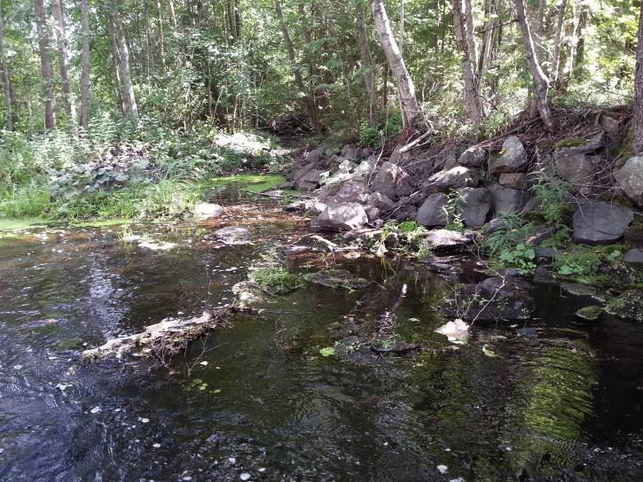 Uoma jatkuu koskiosuuden jälkeen paikoittain suvantona, ja paikoittain