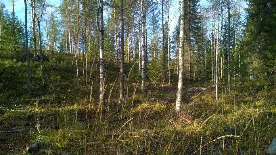 23 6.1 Pohjapinta-ala ja runkoluku Mitattujen kohteiden pohjapinta-alat ja runkoluvut eivät juuri aiheuttaneet tarvetta lähempään tarkasteluun.