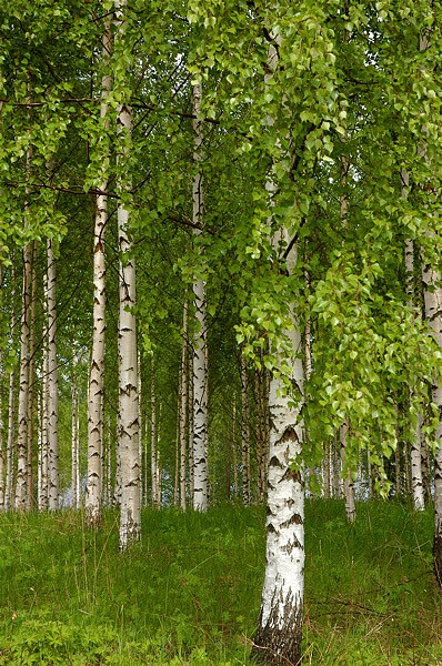 8 2.2 Koivu Lähes koko Suomessa esiintyvä koivu (Betula) kasvaa aina Kittilän korkeudella saakka.