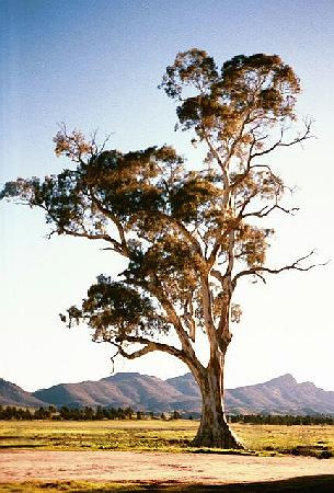 9 Kuva 3. Eucalyptus (Eucalyptus camaldulensis)(4.) 3. MASSAT 3.1 Sulfaattimassa Paperintuotannossa käytetään mekaanisia, kemi-mekaanisia ja kemiallisia massoja.