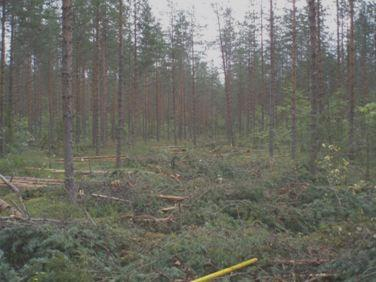 Älykkäät teknologiat puunkorjuussa Maarit Haavisto Tomi Kaakkurivaara Jori Uusitalo Ilkka Korpela (HY)